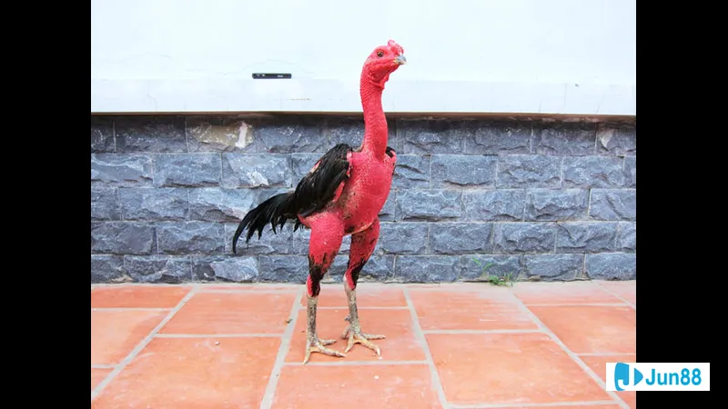 Lợi ích phơi nắng