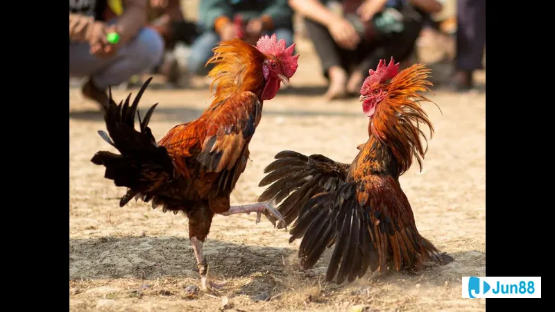 Đá gà đang tranh tài trên sân đấu Đá gà đang tranh tài trên sân đấu