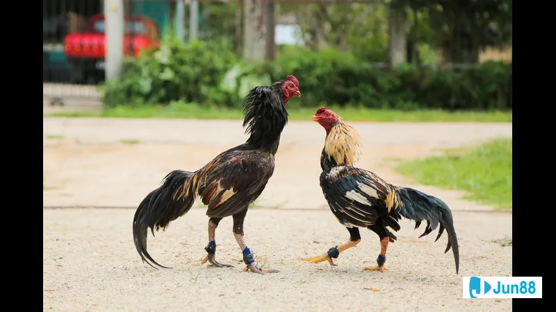 Minh họa cho Đánh giá ngoại hình và Minh họa cho Đánh giá ngoại hình và